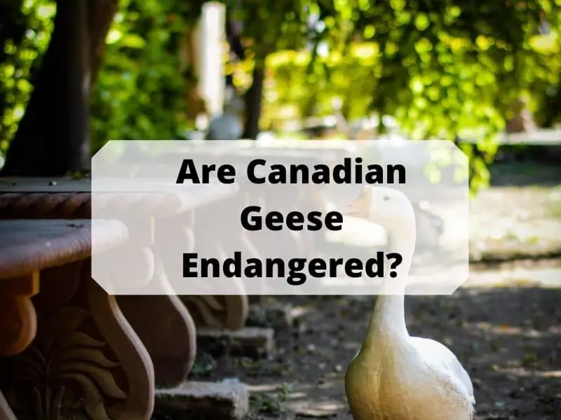Are Canadian Geese Endangered