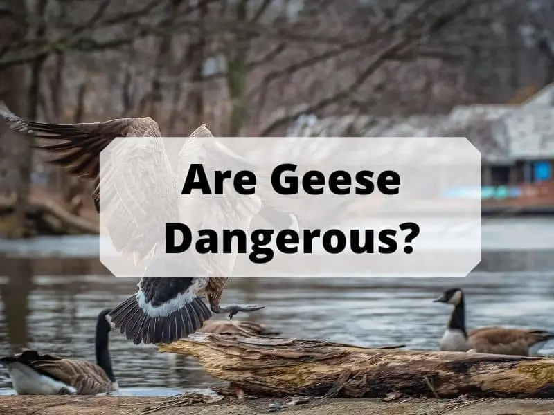 Are Geese Dangerous