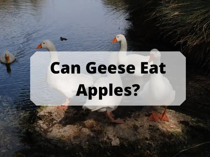 Can Geese Eat Apples
