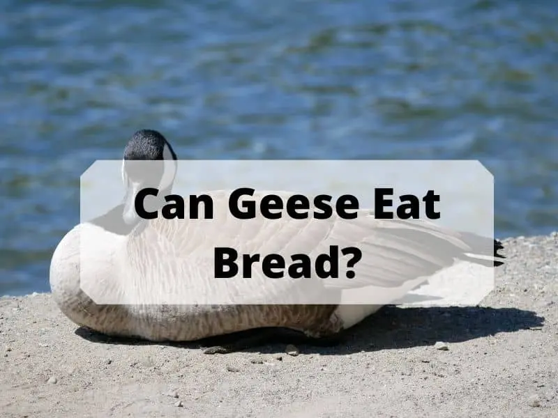 Can Geese Eat Bread