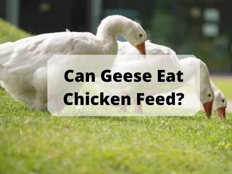 Can Geese Eat Chicken Feed