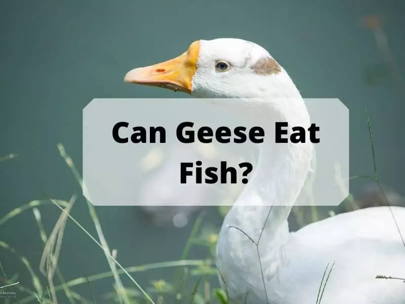 Can Geese Eat Fish