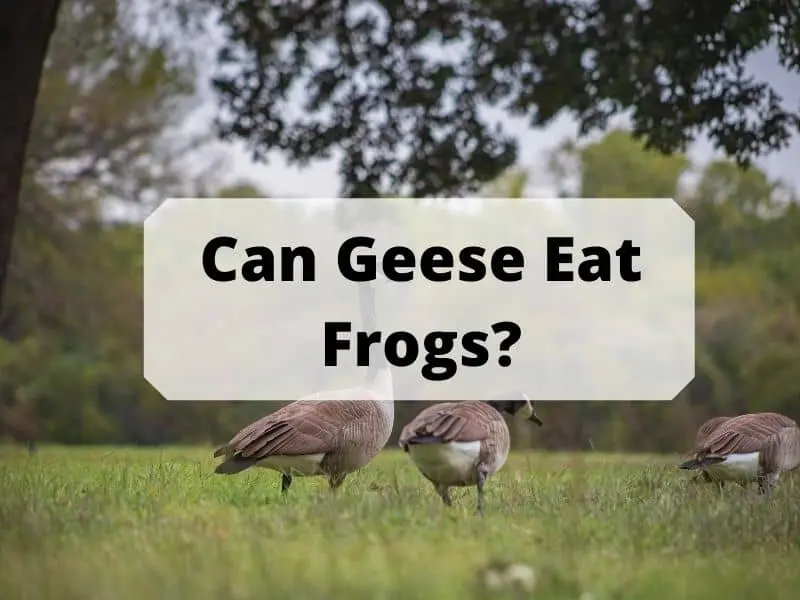 Can Geese Eat Frogs