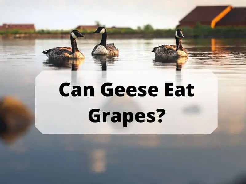 Can Geese Eat Grapes