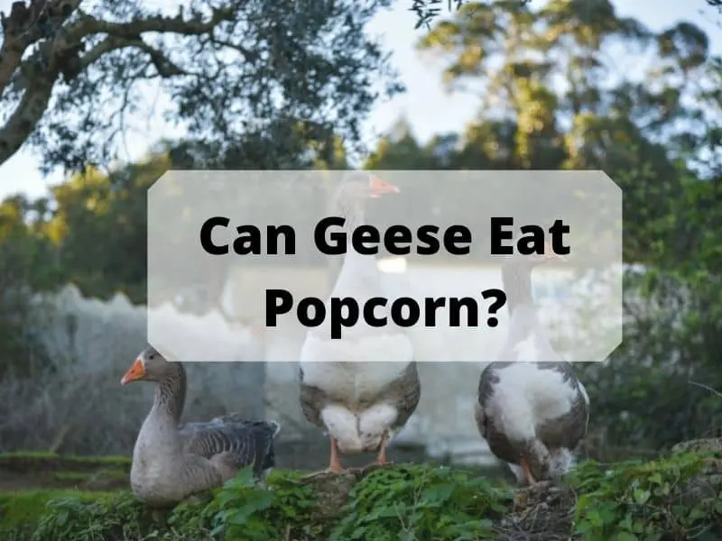 Can Geese Eat Popcorn
