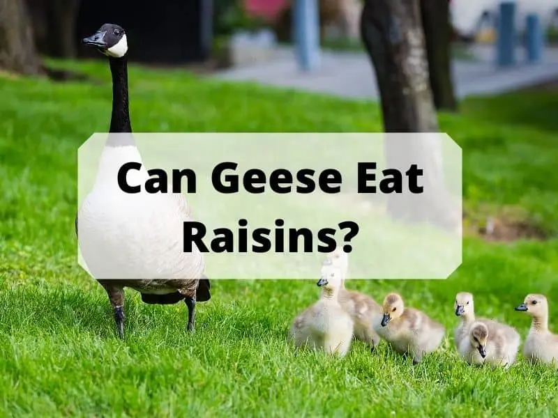 Can Geese Eat Raisins