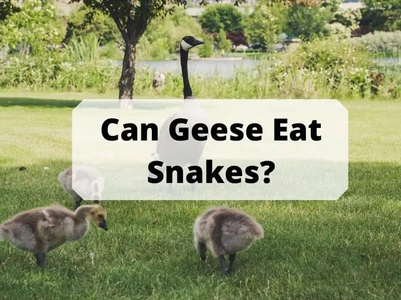 Can Geese Eat Snakes