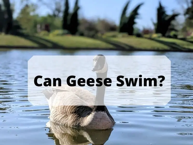 Can Geese Swim