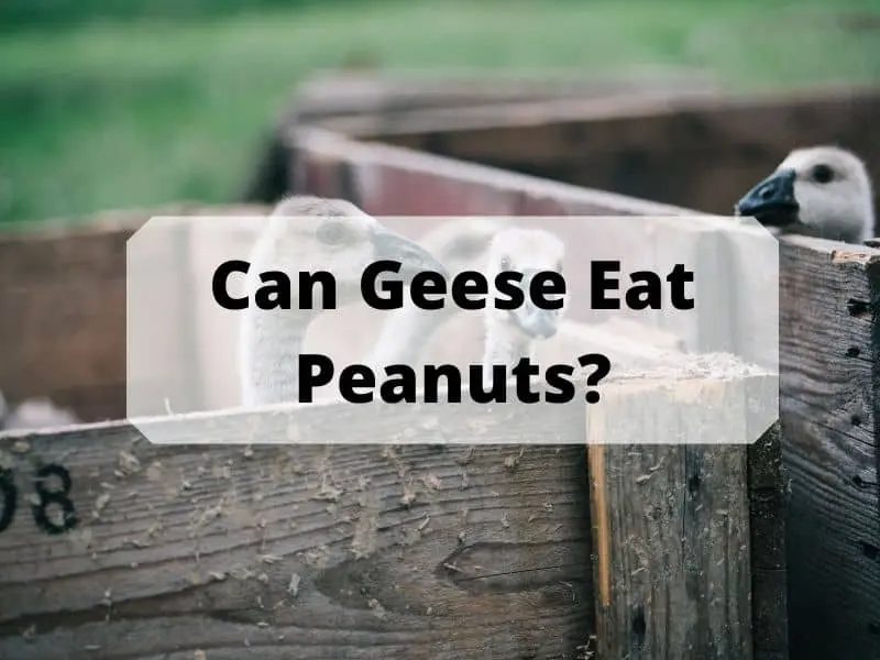 Can geese eat peanuts