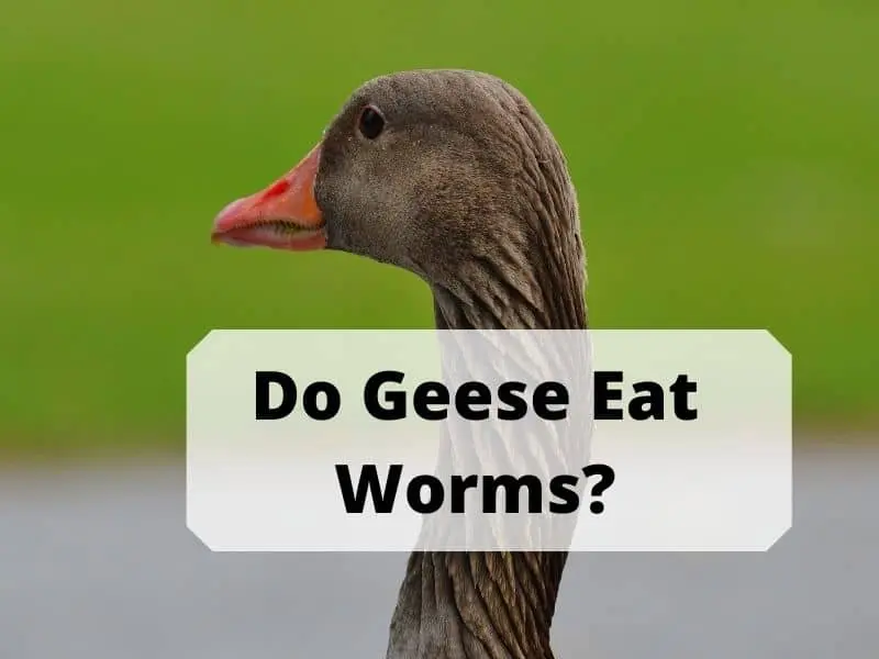 Do Geese Eat Worms