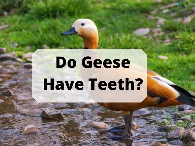 Do Geese Have Teeth
