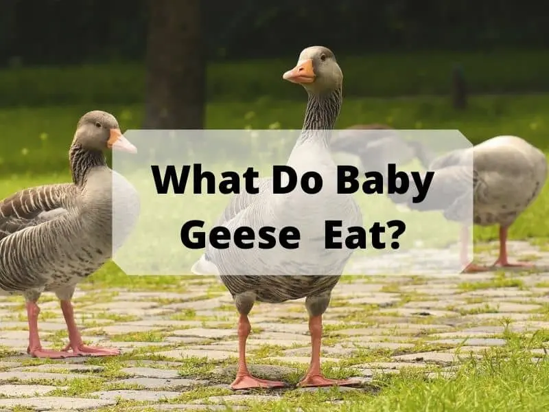 What Do Baby Geese Eat