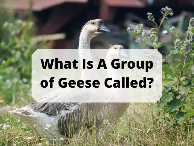 What Is A Group of Geese Called