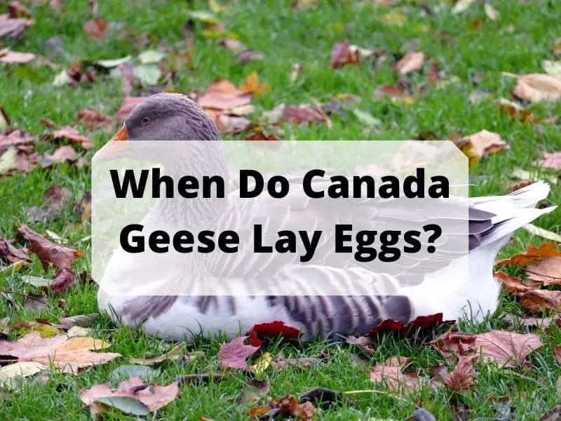 When Do Canada Geese Lay Eggs