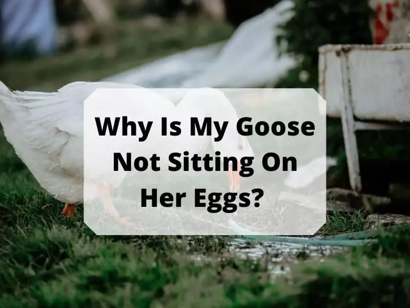 Why Is My Goose Not Sitting On Her Eggs