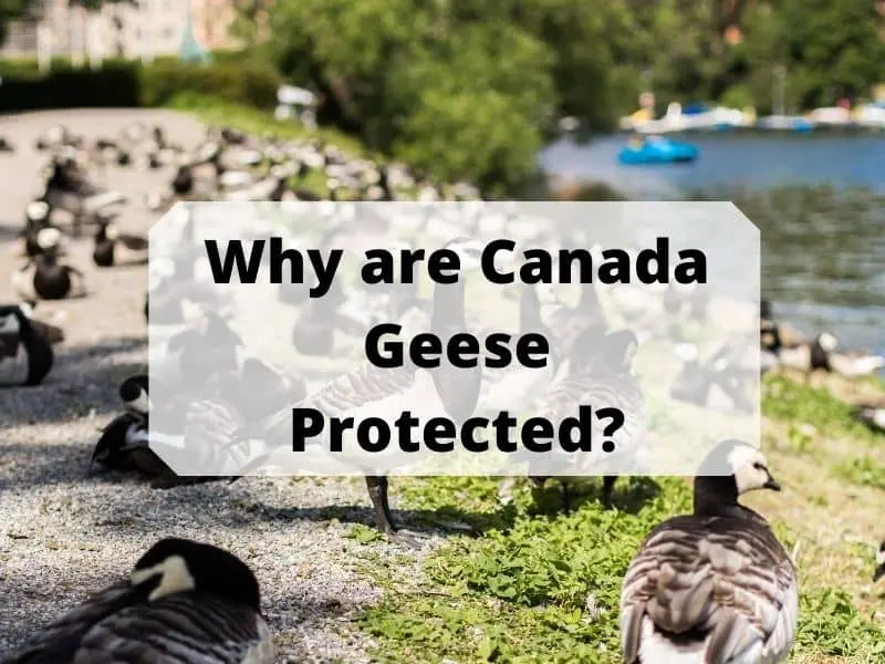 Why are Canada Geese Protected