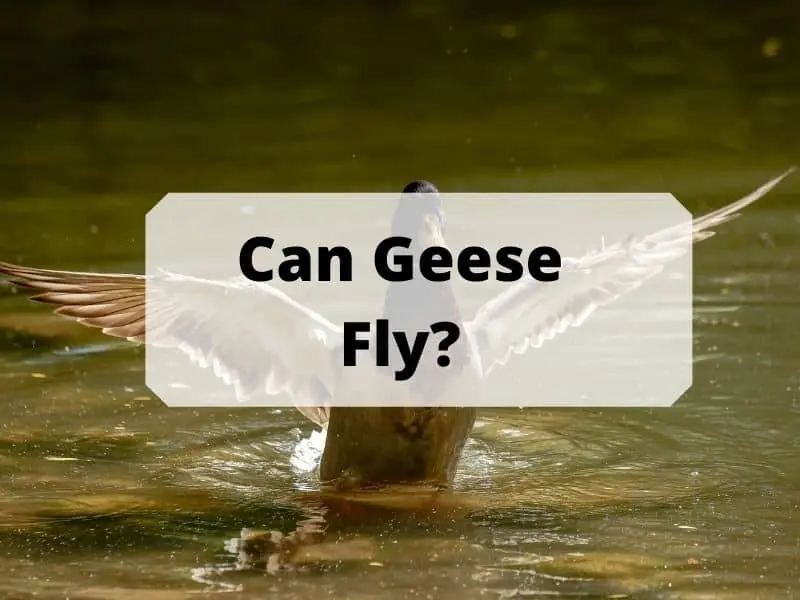 Can geese fly