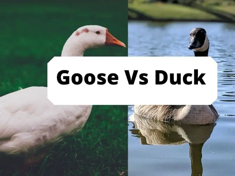  Goose Vs Duck