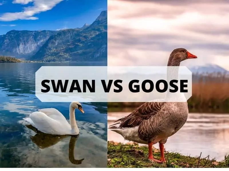 Goose VS Swans