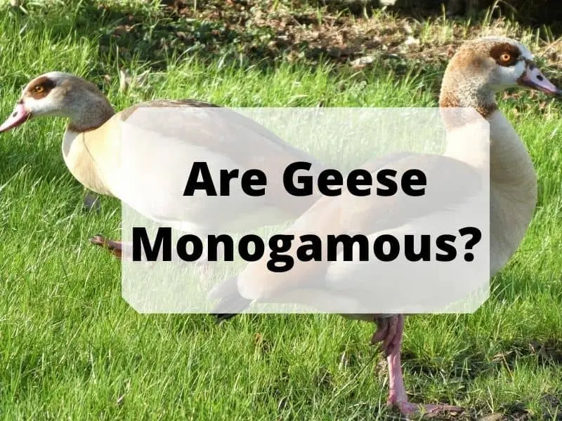 Are Geese Monogamous