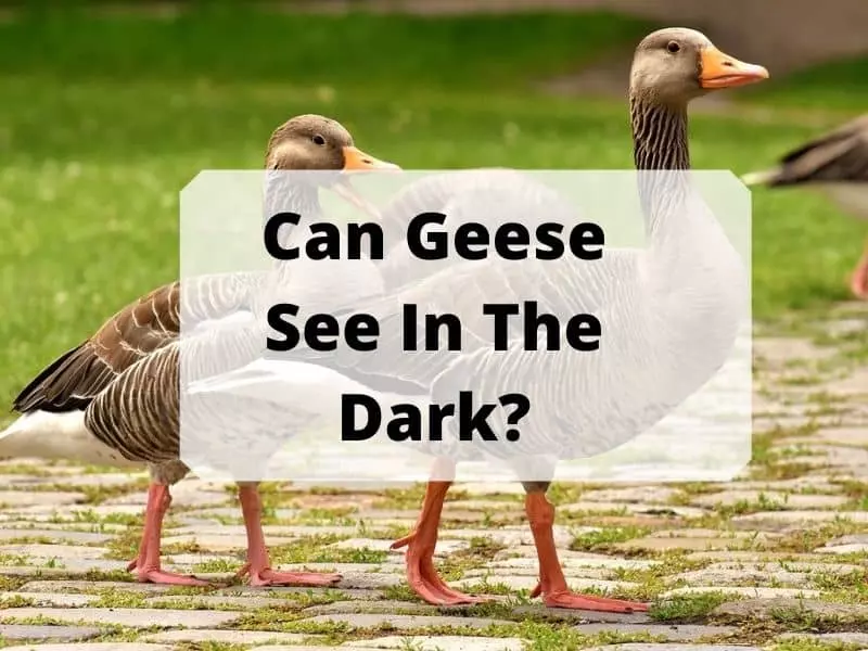 Can Geese See In The Dark