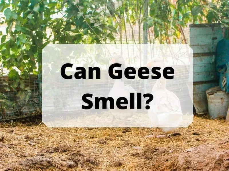 Can Geese Smell