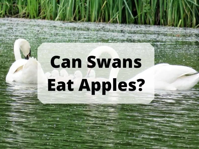 Can Swans Eat Apples