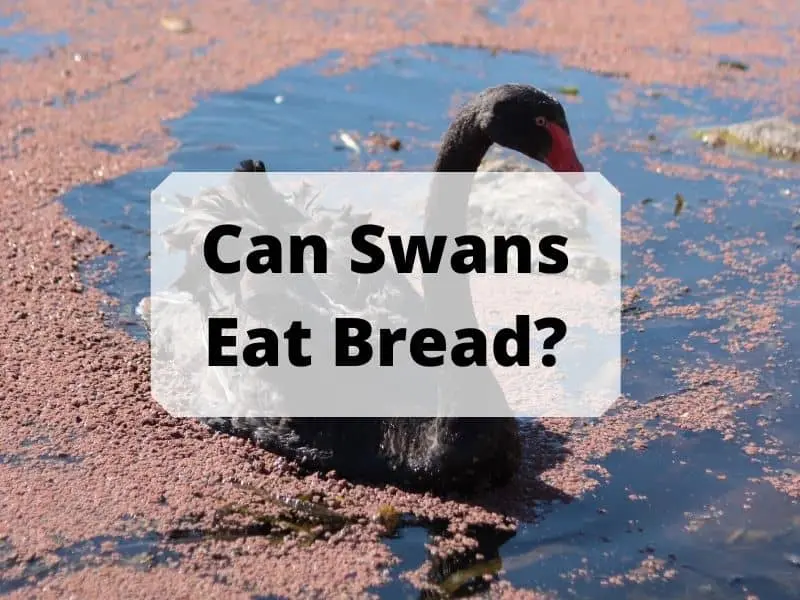 Can Swans Eat Bread