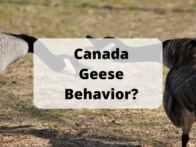 Canada Geese Behavior