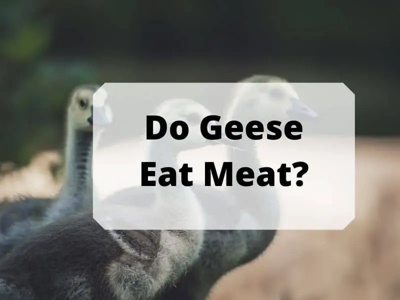 Do Geese Eat Meat