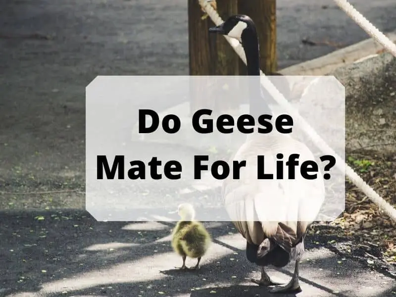 Do Geese Mate For Life