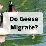 Do Geese Migrate