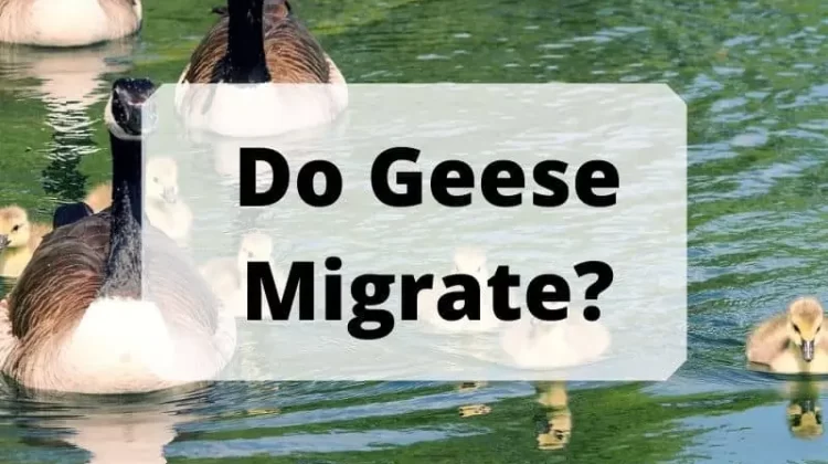 Do Geese Migrate