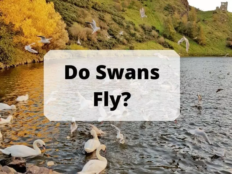 Do Swans Fly