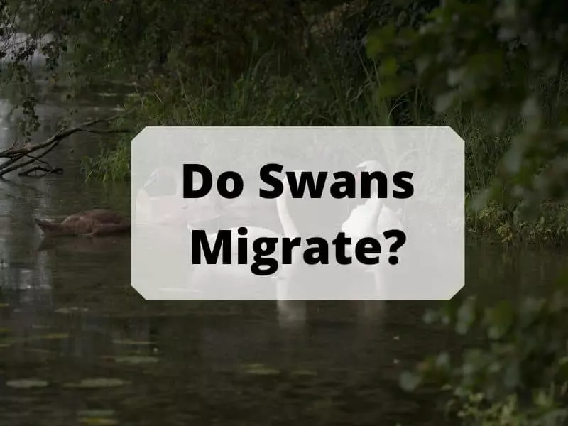 Do Swans Migrate