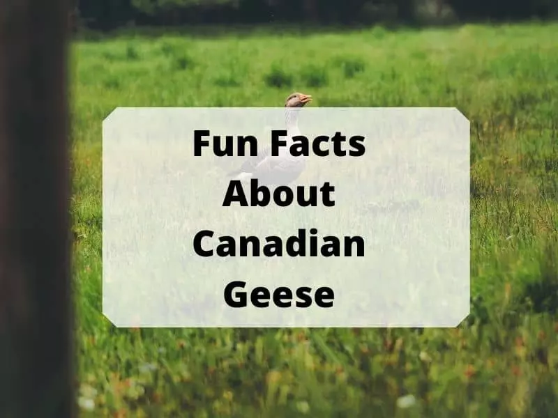 Fun Facts About Canadian Geese