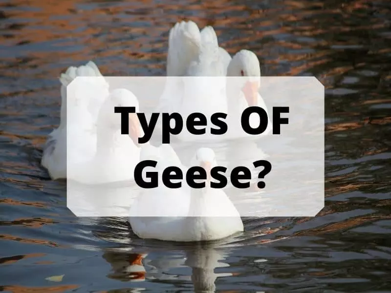 Types OF Geese