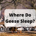 Where Do Geese Sleep