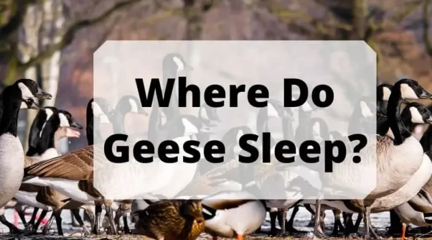 Where Do Geese Sleep