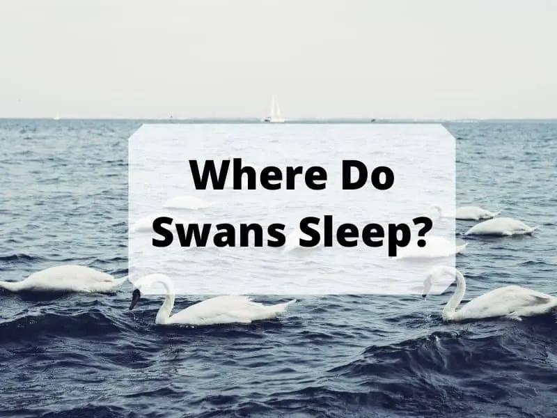 Where Do Swans Sleep
