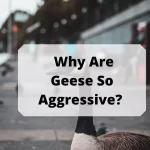 Why Are Geese So Aggressive