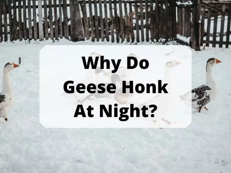 Why Do Geese Honk At Night