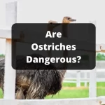 Are Ostriches Dangerous