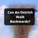 Can An Ostrich Walk Backwards