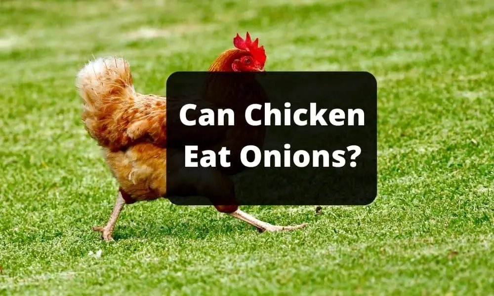 Can Chicken Eat Onions