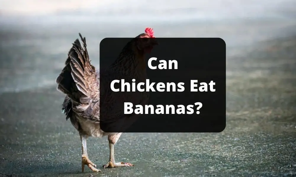 Can Chickens Eat Bananas