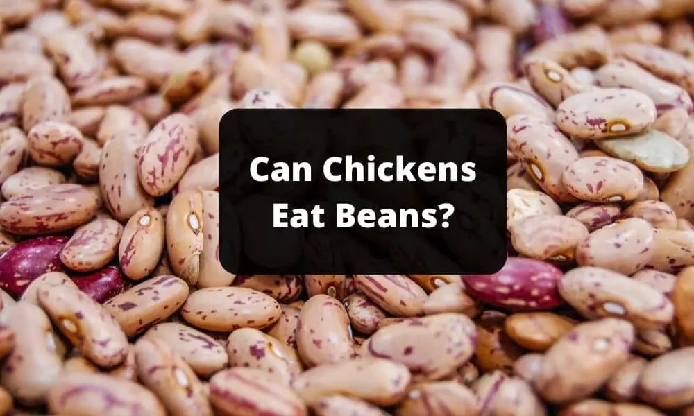 Can Chickens Eat Beans