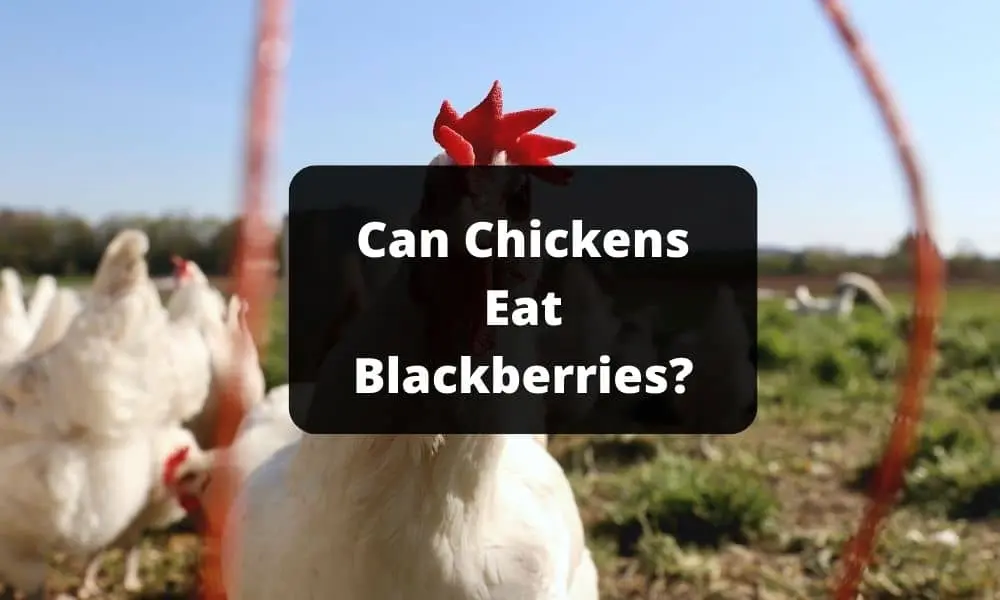 Can Chickens Eat Blackberries