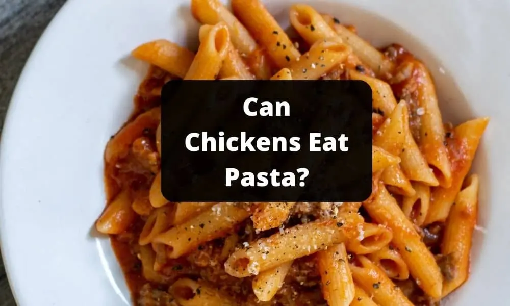 Can Chickens Eat Pasta