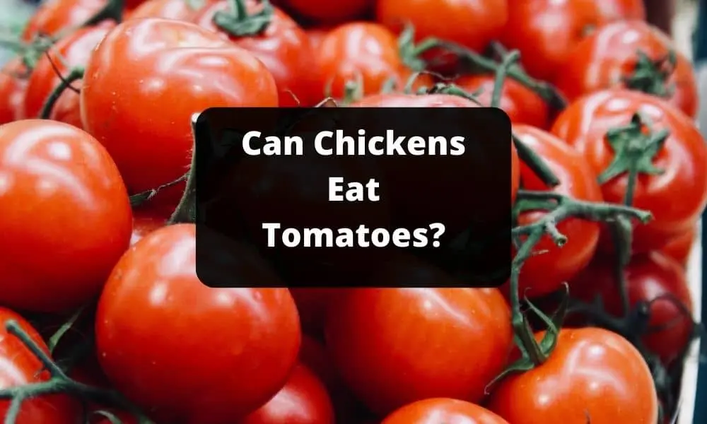 Can Chickens Eat Tomatoes